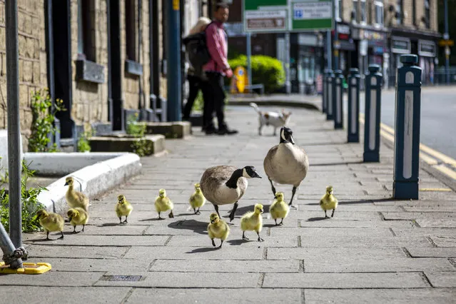 A clan of geese keep pedestrians and car drivers waiting as they use the pavement in Stalybridge, Cheshire on May 12 2022. (Photo by Matthew Lofthouse/South West News Service)