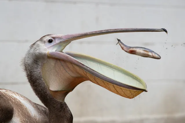 A new pelican called Moon during feeding time at St James's Park, London on July 11, 2019. Three pelicans, named Sun, Moon and Star, have been gifted to the park by Prague Zoo arriving in the park at the end of May, but have been kept hidden from public view whilst they settled in to their new surroundings. (Photo by Aaron Chown/PA Images via Getty Images)