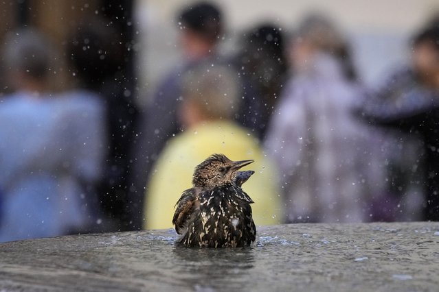 A starling bathes in a fountain in St. Petersburg, Russia, Thursday, September 19, 2024. (Photo by Dmitri Lovetsky/AP Photo)