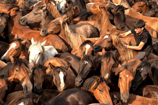 A man tries to overcome a horse as they participate in the traditional Rapa Das Festas festival in Sabucedo village, Pontevedra region, Spain, 08 July 2023. Annually wild horses are captured in the hills and then carried to a farmyard to brand them and to cut their horsehair in a feast. Several thousand people attended the feast to observe young people overcoming horses without using ropes or sticks. (Photo by Brais Lorenzo/EPA)