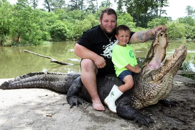 T-Mike Kliebert and his son Blaise tackle Chinaman a 12 foot alligator in Hammond, Louisiana. (Photo by Barcroft Media)