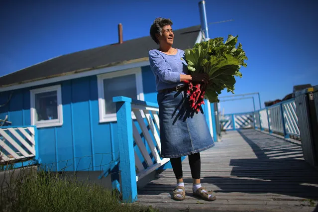 Loretta Henriksen holds the rhubarb she gathered from the garden in front of her home on July 27, 2013 in Nuuk, Greenland. Nuuk, the capital of the country of about 56,000 people, is where the government is trying to balance the discovery of minerals and other new opportunities brought on by climate change with the old ways of doing things. (Photo by Joe Raedle/Getty Images)