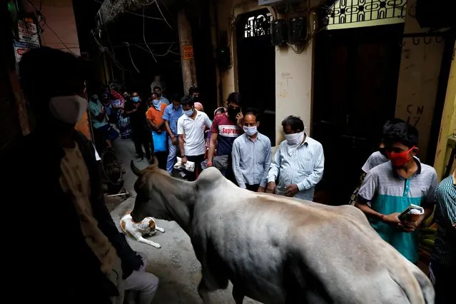 A cow passes by people as they stand in line in an alley to collect free foodgrains from a grocery store during a 21-day nationwide lockdown to limit the spread of coronavirus disease (COVID-19), in New Delhi, March 30, 2020. (Photo by Anushree Fadnavis/Reuters)