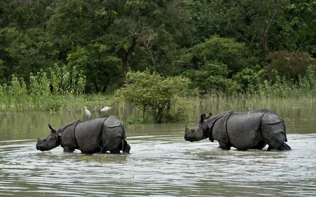 A pair of one-horned Rhinoceros wade through flood waters at the Pobitora Wildlife Sanctuary that was flooded following heavy monsoon rains at Pobitora, east of Gauhati, Assam state, India, Sunday, July 24, 2016. Assam is home to the world's largest population of the rare rhinos. Monsoon season in India begins in June and ends in October. (Photo by Anupam Nath/AP Photo)