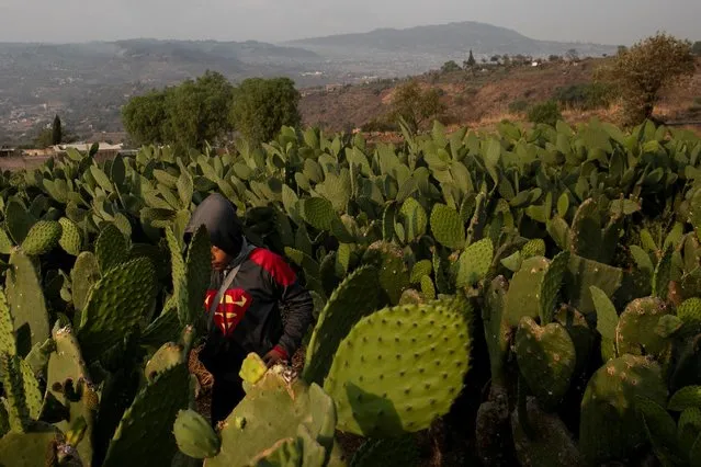 A child is seen in a nopal (prickly pear) cactus field, one of the national staple foods, as the spread of the coronavirus disease (COVID-19) continues, at Milpa Alta municipality in Mexico City, Mexico on April 17, 2020. (Photo by Carlos Jasso/Reuters)
