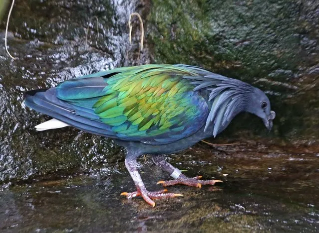 Beautiful Nicobar Pigeon