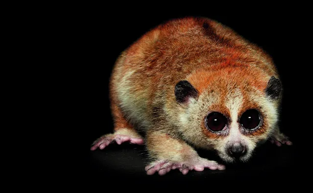 The pygmy slow loris is found in the forests of Southeast Asia. The tree-dwelling primate's eyes are optimized to hunt prey at night. In addition, it has a poisonous bite, which it gets by licking a toxic secretion from glands on the inside of its elbows. (Photo by Traer Scott/Chronicle Books)