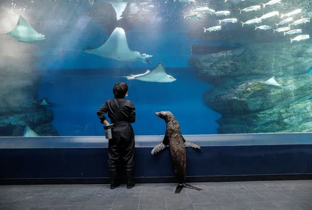A female seal Shakitto and the aquarium keeper Manami Suka stroll together as a part of their practice for their show at an empty visitors' area at the Aqua Park Shinagawa which is closed to the public amid the coronavirus disease (COVID-19) outbreak in Tokyo, Japan on April 30, 2020. (Photo by Issei Kato/Reuters)