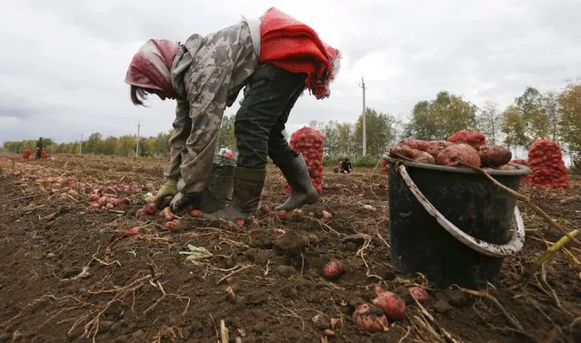 A migrant worker from Uzbekistan collects potatoes at a private agrarian field in the village of Beryozovka near Russia's Siberian city of Krasnoyarsk, Russia, September 7, 2015. (Photo by Ilya Naymushin/Reuters)
