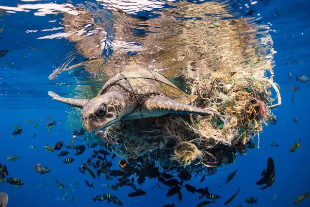 Conservation Photographer of the Year (Impact) – Winner – Simon Lorenz. An olive ridley sea turtle entangled in a mass of ocean debris, Sri Lanka. (Photo by Simon Lorenz/Ocean Photographer of the Year 2022)