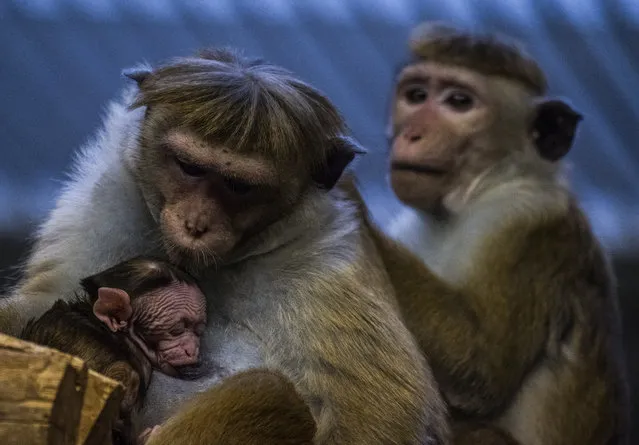 A toque macaque monkey feeds her young in her enclosure at Berlin's Zoologischer Garten zoo on November 5, 2017. (Photo by John Macdougall/AFP Photo)