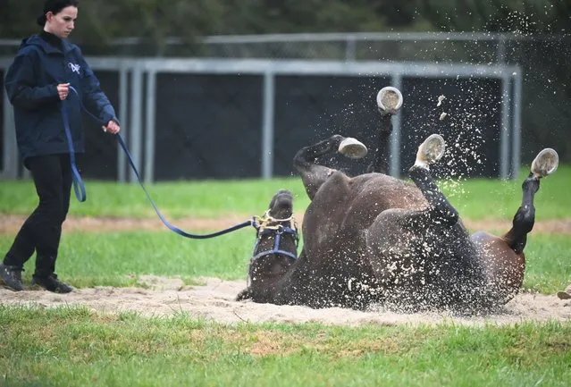 My Oberon is seen rolling in the sand after a trackwork session at Werribee Racecourse on September 28, 2022 in Melbourne, Australia. My Oberon will be trained by Annabel Neasham and is being aimed at The Cox Plate. (Photo by Vince Caligiuri/Getty Images)
