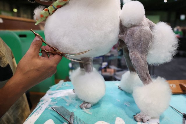 Krypto, a Toy Poodle is groomed by its dog owner on the second day of Crufts dog show in Birmingham, Britain, on March 7, 2025. (Photo by Temilade Adelaja/Reuters)