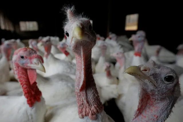 Turkeys stand in their barn at Seven Acres Farm, one day before the Thanksgiving holiday in North Reading, Massachusetts, U.S., November 22, 2017. (Photo by Brian Snyder/Reuters)
