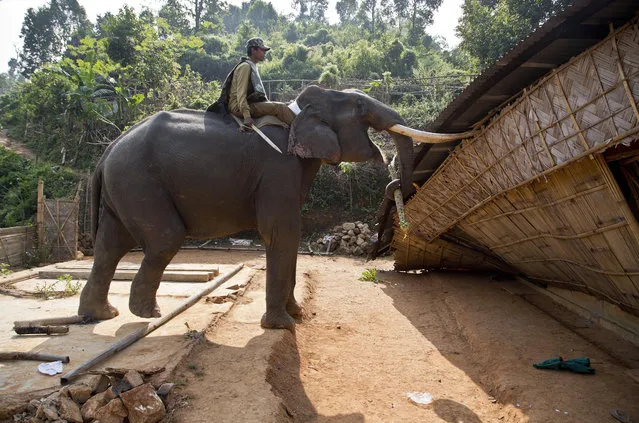 An elephant is used to demolish a house during an eviction drive inside Amchang Wildlife Sanctuary on the outskirts of Gauhati, Assam, India, Monday, November 27, 2017. (Photo by Anupam Nath/AP Photo)