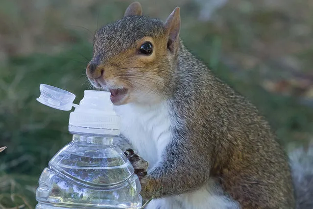 A squirrel attempts to take a drink from a bottle of water in Valentines Park in East London on the hottest day of the year in the UK so far, August 23, 2016. (Photo by Jeff Moore/Splash News)