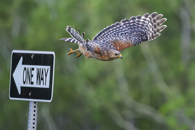 A Red-shouldered Hawk takes flight past a One Way sign at Blue Cypress Lake in Vero Beach, Florida on March 31 2025. (Photo by Ronen Tivony/ZUMA Press Wire/Rex Features/Shutterstock)