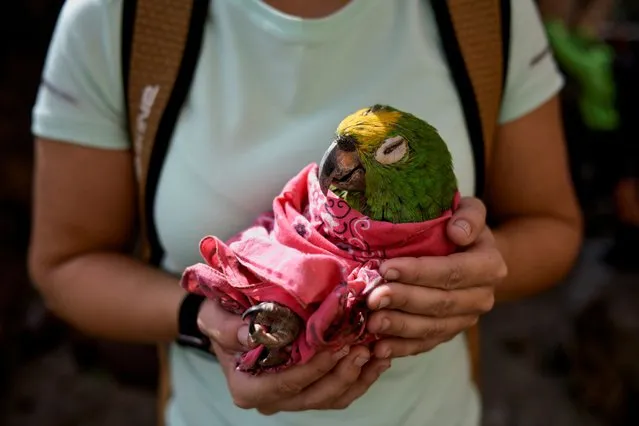 A resident rescues a macaw in the aftermath of devastating floods following heavy rain in the neighborhood of El Castano, in Maracay, Aragua state, Venezuela on October 18, 2022. (Photo by Gaby Oraa/Reuters)
