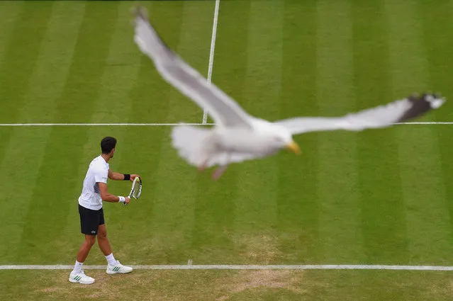 A seagull swoops past as Novak Djokovic of Serbia prepares to serve during his victory over Daniil Medvedev of Russia on Day 6 of the Aegon International Eastbourne tournament at Devonshire Park on June 30, 2017 in Eastbourne, England. (Photo by Mike Hewitt/Getty Images)
