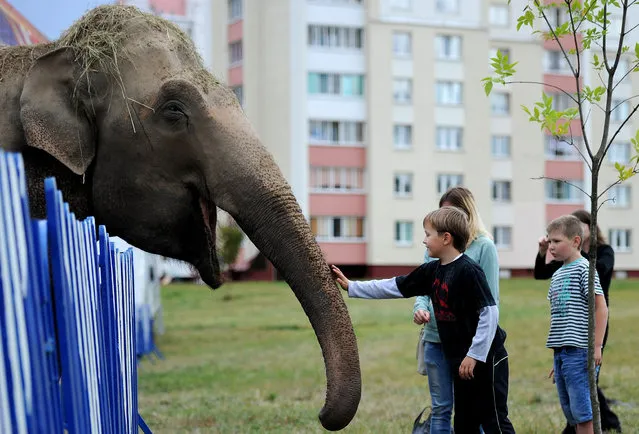 Children pat an elephant at the mobile Diva circus in the town of Molodechno, some 70 kilometers northwest of Minsk on September 3, 2015. (Photo by Sergei Gapon/AFP Photo)