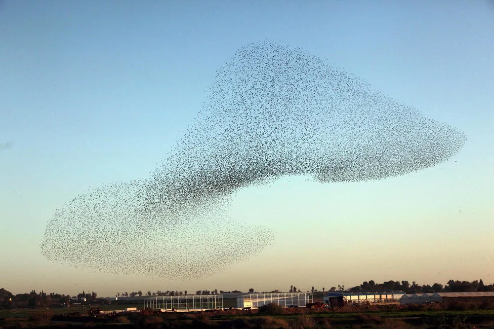 Starlings. A Lot of Starlings