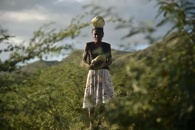 Immaculee Cajuste walks with a stone on her head after collecting it to build the ground of her new house, in the community of Terre Noire, in the mountains of Cabaret, near Port- au- Prince, on December 2, 2017. These houses are built by the NGO Techo, with the help of 70 Haitian volunteers and the benefited families, who collect sand and stones to build with cement the base of their new houses. (Photo by Hector Retamal/AFP Photo)