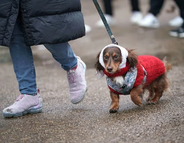 Dachshunds at the annual Hyde Park Sausage Walk, in Hyde Park, London on Sunday, December 18, 2022, as dachshunds and their owners meet up to celebrate the Christmas season, with many of the sausage dogs in fancy dress. (Photo by Yui Mok/PA Images via Getty Images)