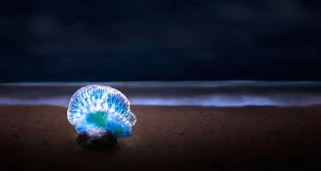 A small maglite behind this Man o' War was used to create the glow effect on Fort Lauderdale Beach, Florida. (Photo by Mark Andrew Thomas/Rex Feature/Shutterstock)
