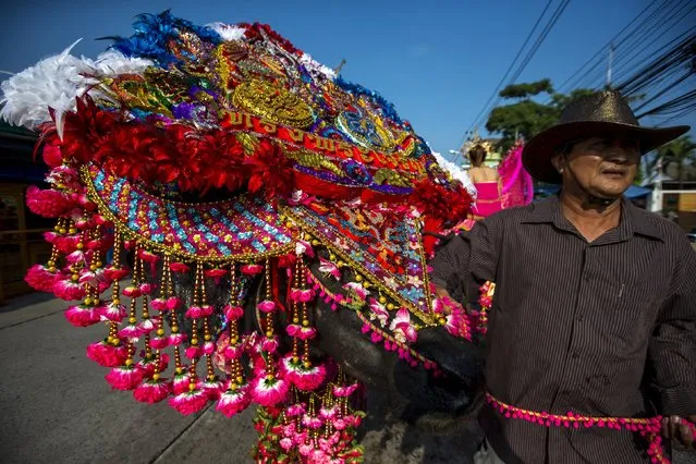 A farmer leads a decorated buffalo as he arrives for Chonburi's annual buffalo race festival, in Chonburi province, Thailand October 26, 2015. (Photo by Athit Perawongmetha/Reuters)