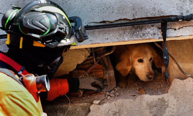 Portuguese rescue team members are trying to free the dog named Tarcin (Cinnamon) in a building that collapsed during the earthquake in Antakya capital of Hatay Province, Turkey, 14 February 2023. A team from Portugal of 53 Civil Protection, GNR, and emergency medical personnel left 08 February, for Turkey to support search and rescue efforts after 06 February earthquake, in which more than 37,000 people died and thousands more were injured. (Photo by Joao Relvas/EPA/EFE)