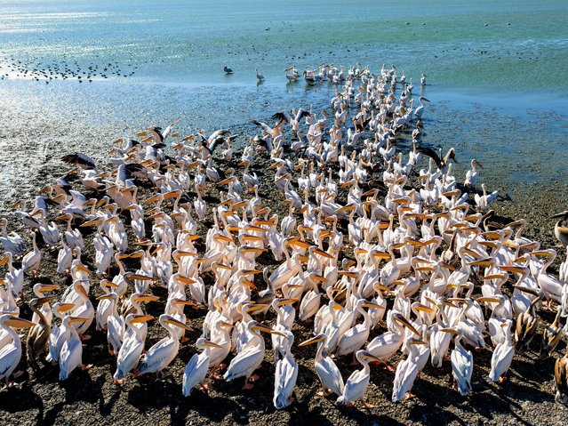 An aerial view of a flock of pelicans in Lake Manyas, where water is decreasing due to drought, in Manyas district of Balikesir, Turkiye on September 21, 2025. The decreasing water level in Lake Manyas due to the increasingly severe drought threatens the habitats of migratory birds and causes local people to have difficulty irrigating their agricultural lands. (Photo by Ekrem Sahin/Anadolu via Getty Images)