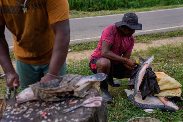 Sanjeewa Kariyawasam, right, cleans a giant snakehead fish caught from the Deduru Oya Reservoir, in Walpaluwa, Sri Lanka, Thursday, October 30, 2025. (Photo by Eranga Jayawardena/AP Photo)