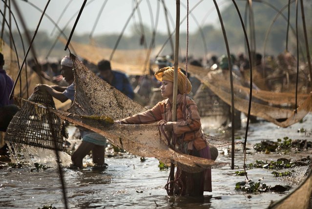 A tribal Karbi woman participates in community fishing as part of the Bhogali Bihu celebrations at the Goroimari Lake in Panbari village, some 50 kilometers (31 miles) east of Gauhati, India, Wednesday, January 14, 2015. “Bhogali Bihu” marks the end of the harvesting season in the north eastern state of Assam. (Photo by Anupam Nath/AP Photo)