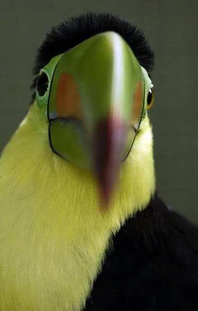A keel-billed toucan sits on its cage at the Summit Zoo in Panama City on June 17, 2013. (Photo by Arnulfo Franco/AP Photo)