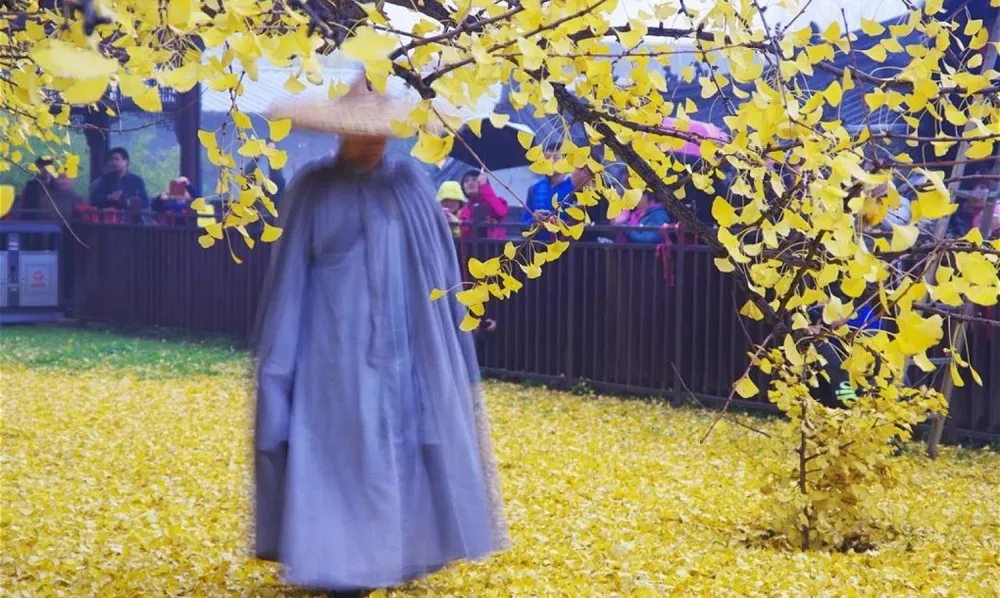 The Ancient Ginkgo Tree Makes Golden Сarpet of Leaves Every Autumn