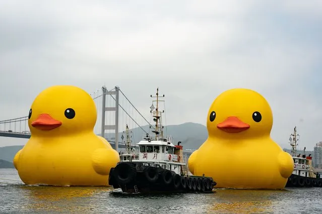 Giant inflatable rubber duck sculptures are seen in Tsing Yi on May 25, 2023 in Hong Kong, China. (Photo by Anthony Kwan/Getty Images)