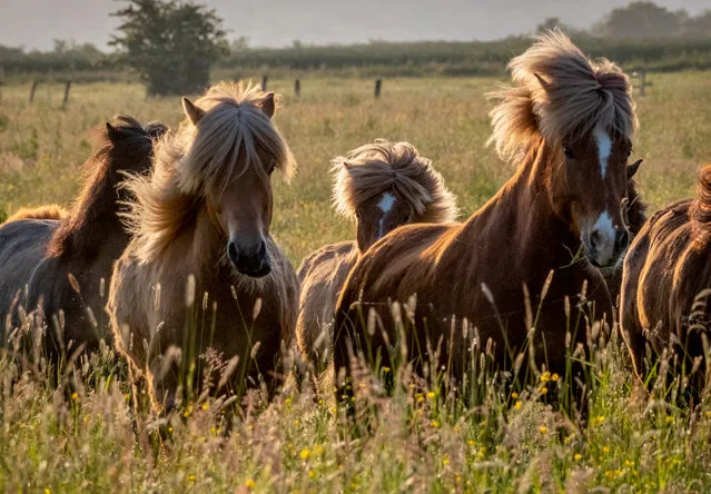 Icelandic horses run over a meadow at a stud farm in Wehrheim near Frankfurt, Germany, early Monday, May 29, 2023. (Photo by Michael Probst/AP Photo)