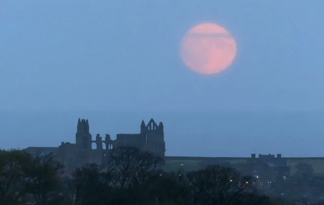 A supermoon rises over Whitby Abbey, in North Yorkshire, Britain November 13, 2016. (Photo by Craig Brough/Reuters)