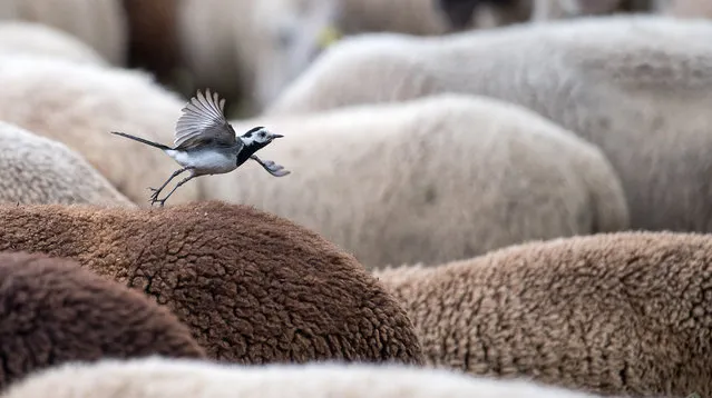 A wagtail flies from a sheep in Herrenberg, southern Germany on July 10, 2018. (Photo by Sebastian Gollnow/AFP Photo/DPA)