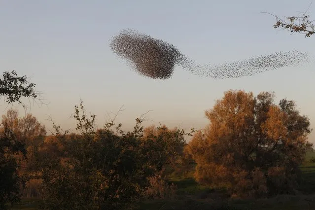 Migrating starlings fly in formation near the southern Israeli town of Rahat February 2, 2015. (Photo by Nir Elias/Reuters)