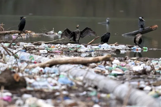 Birds are seen resting on top of tons of waste floating on Lim river near Priboj, Serbia, Monday, January 30, 2023. (Photo by Armin Durgut/AP Photo)