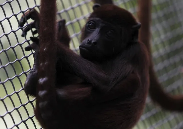 A baby Red Howler Monkey (Alouatta caraya) is seen at the Hacienda Miraderos forests in the Municipality of Armenia, Antioquia, Colombia, December 14, 2015. (Photo by Fredy Builes/Reuters)