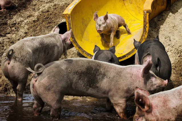 A pig uses a slide which local farmer Erik Stegink istalled for his animals to get into the mud pool of the farm in Bathmen, The Netherlands, August 6, 2013. Stegink bought the depreciated slide from a neighboring pool to offer a much appreciated fun for his pigs. (Photo by Vincent Jannink/EPA)