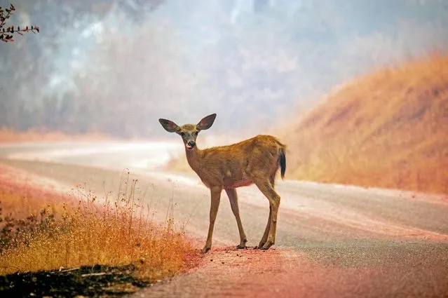 A deer stands on a road painted with fire retardant during the Carr fire near the town of Igo, California on July 28, 2018. The US federal government approved aid Saturday for California as thousands of firefighters battled to contain a series of deadly raging wildfires that have killed six people and destroyed hundreds of buildings. (Photo by Josh Edelson/AFP Photo)