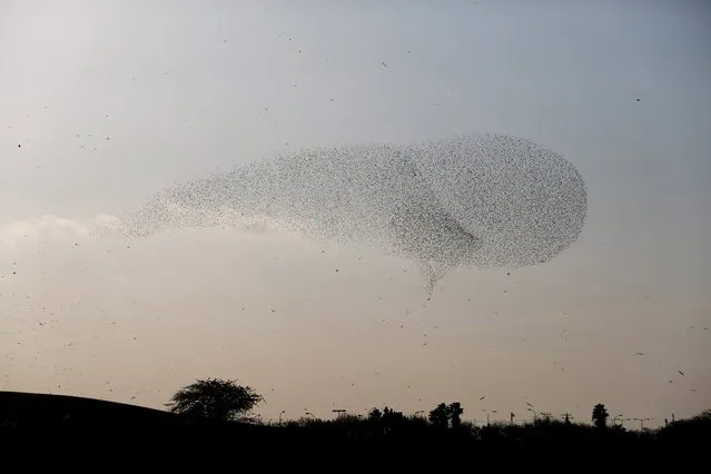 A murmuration of migrating starlings is seen in the sky over the city of Beer Sheva in southern Israel December 31, 2015. (Photo by Amir Cohen/Reuters)