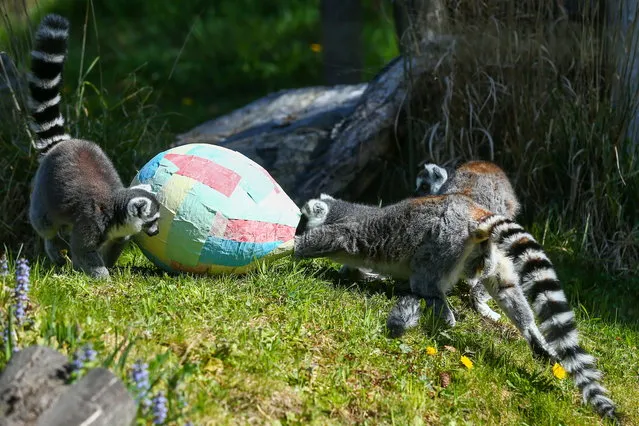 Lemurs are seen eating from an Easter egg in Zagreb Zoo, Croatia, April 5, 2021. (Photo by Antonio Bronic/Reuters)