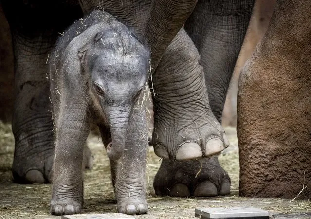 A newborn elephant cub in the Rotterdam Zoo Blijdorp in Rotterdam, the Netherlands, 05 May 2021. The delivery could be followed live via a​ webcam. (Photo by Sem van der Wal/EPA/EFE)