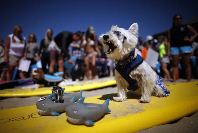 Surf Dog Joey, a West Highland Terrier, yawns as he waits to compete in the Surf City surf dog competition in Huntington Beach, California, September 29, 2013. (Photo by Lucy Nicholson/Reuters)