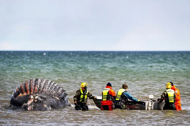 Personnel from The National Veterinary Institute (SVA) examine and take samples from a stranded humpback whale on the south eastern shores of the Baltic sea island Oland in Sweden on April 23, 2021. (Photo by Suvad Mrkonjic/TT News Agency via Reuters)