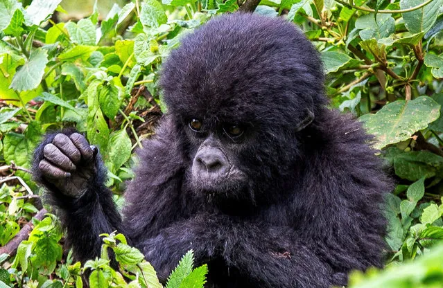 An endangered high mountain baby gorilla is seen in the forest within the Volcanoes National Park near Kinigi, Musanze District, Rwanda on August 31, 2023. (Photo by Jean Bizimana/Reuters)